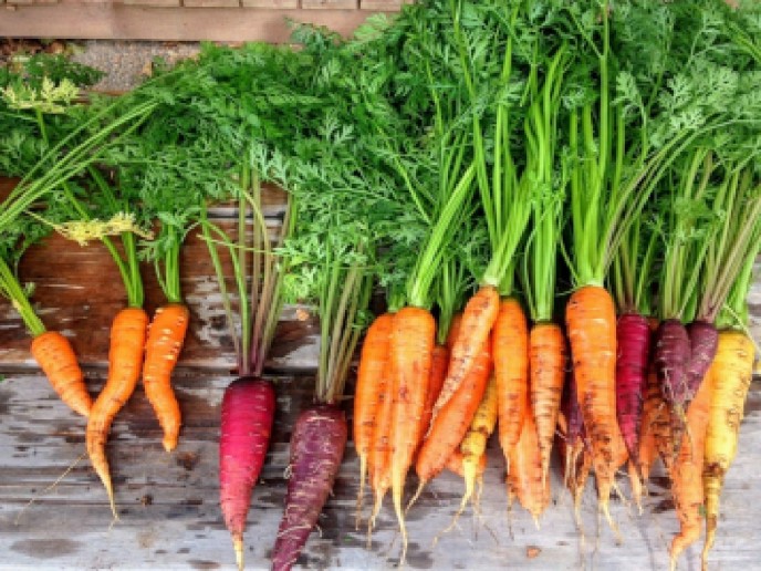 Not All Carrots Are the Same! Money and Motivation